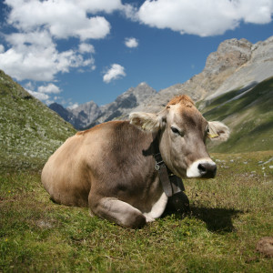 A Cow Named Horse