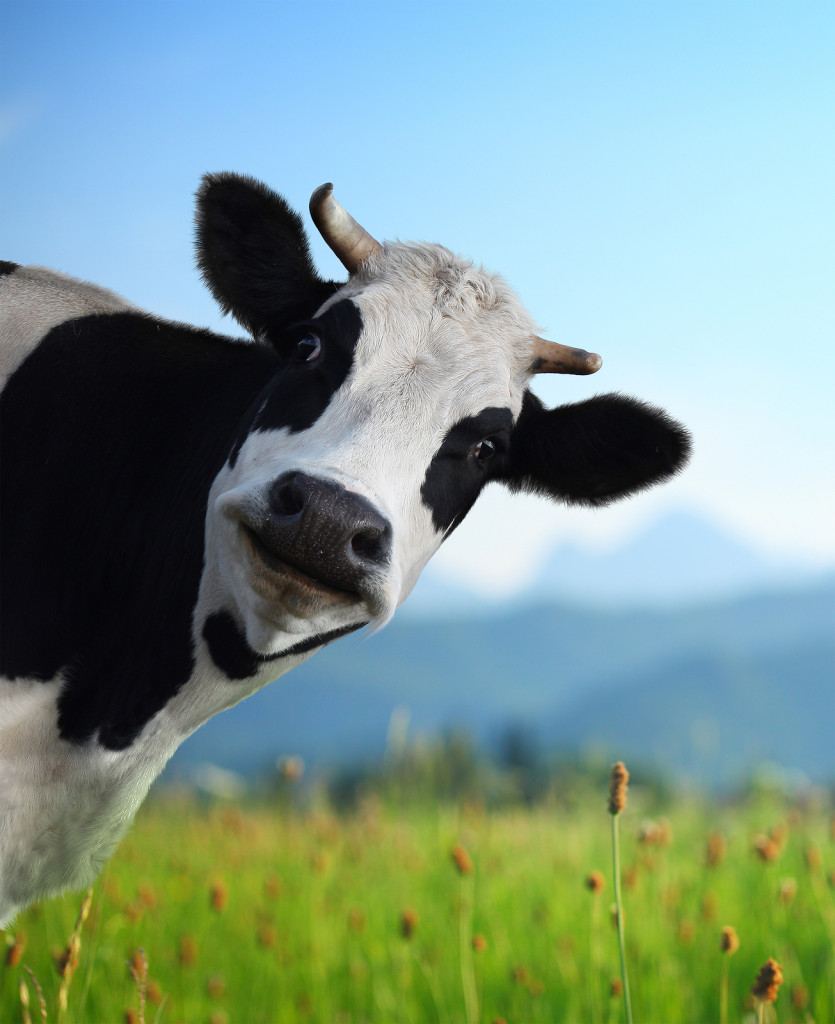 Head of funny cow looking to a camera with Alps and green meadow on the background